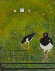 Oyster Catchers