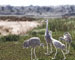 Sandhill Cranes